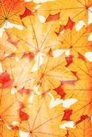 Autumn maple leaves as natural background. Minimal monochrome trend pattern with fallen autumn leaves, yellow colored foliage, autumnal herbarium. Nature flat lay with fall leaf with sunbeams photo