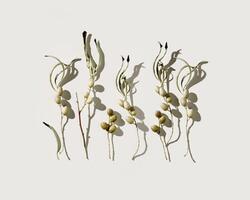 Dry leaves and berries of Elaeagnus angustifolia or wild olive tree. Nature still life concept, minimal natural flat lay with branches and foliage, gray pastel background, sunlight shadow. photo