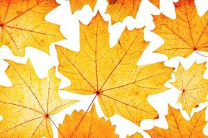 Autumn maple leaves isolated on white background. Minimal pattern with fallen autumn leaves, yellow colored textured foliage, autumnal herbarium. Nature flat lay with fall leaf with viens photo