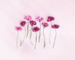Minimal flat lay of summer pink flowers on pink background. Flower of cornflower. Summer flowery flat lay of cornflower blossom with beautiful light and shadow Aesthetic monochrome top view photo