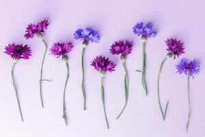 Minimal layout made purple and violet flowers on violet background. Flat lay style with fresh cornflowers. Spring, summer minimal concept. Top view still life, nature aesthetic wallpaper photo