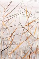 Abstract natural monochrome background of chaotic dry leaves of reeds on blurred beige fon. Autumn leaves of pampas grass, nature background. Dry reeds boho style. Close up stems of tall grass photo