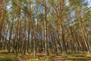 Dancing forest is sight of Curonian Spit national park in Kaliningrad region, Russia. Beautiful old conifer pine trees with twisted trunks covered moss. Forest landscape, beauty in nature photo