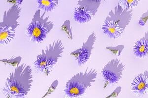 Minimal trend pattern of autumn violet blue flowers. Flower bushy aster, summer garden plants. Floral background of blossoms violet color with shadows at sunlight. Monochrome flowery pattern photo