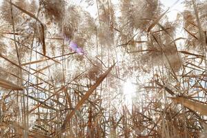 Natural background of autumn pampas grass at sunlight. Sun rays through dry leaves, stems of reeds and fluffy blossoms of plant as beautiful nature landscape. Aesthetic fall low angle view. photo