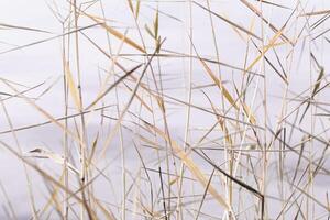 Abstract natural background of chaotic dry leaves of reeds on pale lilac color background. Autumn leaves of pampas grass, blurry nature fon. Dry reeds boho style. Close up stems of tall grass photo