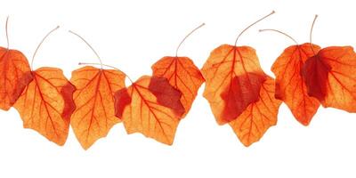 Autumn poplar leaves in row isolated on white background. Natural fallen autumn leaves as decorative elements, orange yellow colored foliage, autumnal herbarium. Frame of seasonal fall leaf photo