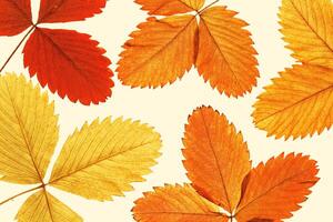 Close up autumn strawberry leaves with natural texture on beige as minimal botanical background. Natural fallen autumn leaf with veins, colorful autumnal foliage. Seasonal fall leaf photo