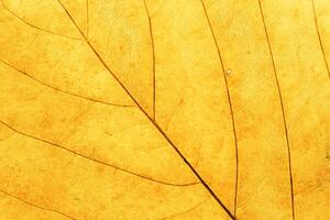 Macro photo of autumn yellow elm leaf with natural texture as natural background. Fall aesthetic backdrop with yellow leaves texture close up with veins, autumnal foliage, beauty of nature.