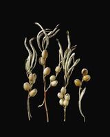 Dry leaves and berries of wild olive tree. Nature still life concept, trend natural pattern with branches and foliage, black colored background, mirrow shadow, top view nature card, vertical photo