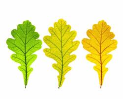 Close up autumn oak leaves with natural texture isolated on white background. Natural yellow and green autumn leaf, decorative element, color gradient of autumnal foliage. Seasonal fall leaves photo