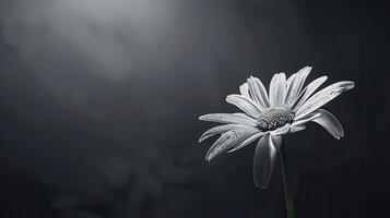 A single daisy is shown in black and white photo