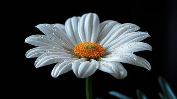 A white daisy with yellow centers on a black background photo