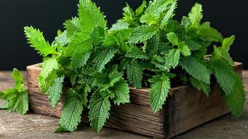 Fresh Green Mint Leaves in Rustic Wooden Box Herbal Ingredient Cooking Aromatic photo