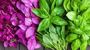 Vibrant Purple and Green Leafy Vegetables Fresh Herbs Basil Spinach Red Amaranth Close Up photo