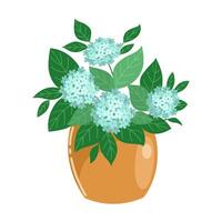 Blue hydrangea in a pot on white background. vector