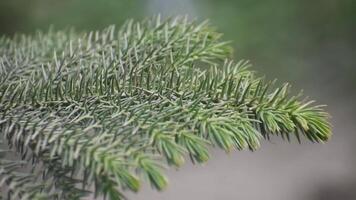 Araucaria biramulata leaves showcasing their unique and textured appearance in a natural environment. video