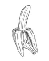 Banana hand drawn sketch isolated on white background vector