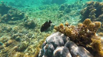 In the Philippines' clear waters, discover thriving coral reefs and an array of tropical marine creatures. video