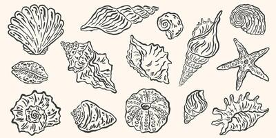 Hand drawn seashells drawing ink set. Minimalist line art, naive marine sketch. Summer vacation design elements for poster, menu, banners, invitation. Tropical beach shells. illustration. vector