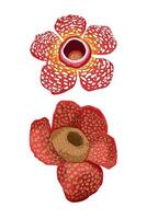 The Rafflesia arnoldii flower is red with white spots issolated on white vector