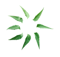 Radial Arrangement of Neem Leaves, a group of green leaves arranged in a circle, neem leaf icon, green neem leaves in a circle on a transparent background, png