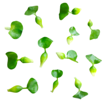 water hyacinth leaf pattern, a set of green leaves on a background, green leaves water hyacinth pattern on a transparent background, png