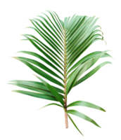 palm leaf on transparent background, Isolated green palm and tree foliage on white, Closeup of a green tropical leaf isolated on a transparent background, Fresh Palm Leaf Isolated png