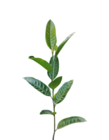 green jackfruit leaf branch, isolated in macro closeup, signifies new spring growth against a background png