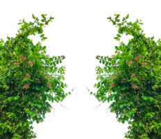green plants growing frame, green leaves frame, a green arbor with flowers frame, Green grass with tree and nature elements in a peaceful park setting, Green Foliage Climbing on a Structure, png