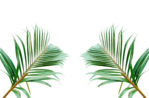 two palm leaves frame on a background, Palm tree with green leaves isolated on a transparent background in a tropical design, Two vibrant palm leaves set against a clean background. png