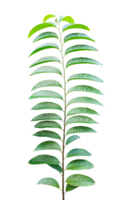 a green leaf on a branch with a transparent background, Isolated wood apple tree with green leaves on a background, Green fern leaf isolated on white background, png