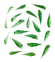 watercolor green green neem leaves pattern on transparent background, The image showcases multiple green neem leaves pattern scattered randomly across a background png