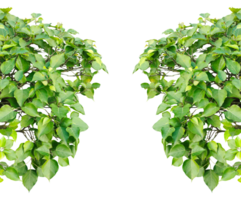 Green leaves frame with a natural botanical design in a fresh, spring-inspired style, two green plants frame on a transparent background, png
