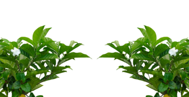 two plants with leaves frame on a transparent background, Fresh green leaves frame isolated on background showcasing nature and growth, png