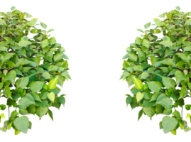 A Green leaves frame with a natural botanical design in a fresh, spring-inspired style, two green plants frame on a transparent background, png