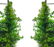 two green plants growing on a fence, green leaves frame, a green arbor with flowers frame, Green grass with tree and nature elements in a peaceful park setting, Green Foliage Climbing on a Structure, png