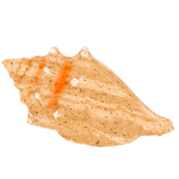3d render single seashell with transparent background png