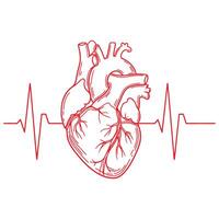 Anatomical Heart with Heartbeat Line Medical Design vector