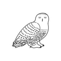 Outline Illustration of Polar Owl Isolated on White Background vector