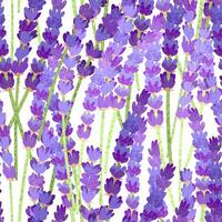Seamless Background with Colorful Textured Illustrations of Lavender Flowers on White Background vector