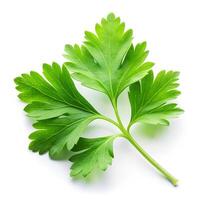 Fresh Parsley Leaf with Detailed Veins and Crisp Texture Isolated on White Background photo
