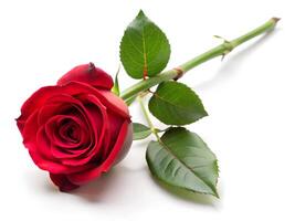 Vibrant red rose with lush green leaves and dewdrops on white background photo