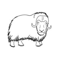 Outline Illustration of Musk Ox Isolated on White Background vector