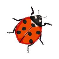 Insect ladybug with red back isolated on white background. vector