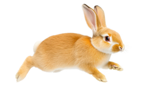 A cute, fluffy rabbit is energetically hopping across surface, showcasing its soft fur and long ears. rabbit playful demeanor adds sense of joy and liveliness to scene png