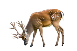 A majestic deer with rich brown coat and distinctive white spots grazes peacefully. Its impressive antlers add to its elegance, showcasing beauty of wildlife in natural setting png