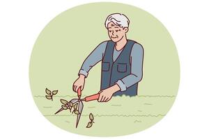 Elderly man gardener is pruning bushes in park or garden using large tree shears. vector
