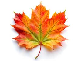 Vibrant Autumn Maple Leaf with Gradient Colors Isolated on White Background photo