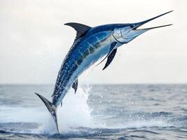 A blue marlin jumping out of the water, splashing, with its mouth open, in the ocean photo